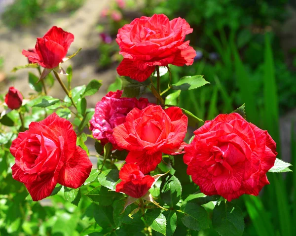 Hermoso ramo de flores rosas en el jardín en un patio trasero de césped —  Fotos de Stock