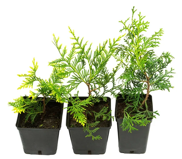 Thuja occidentalis Mirjam e Wagneri isolados em backgrou branco — Fotografia de Stock