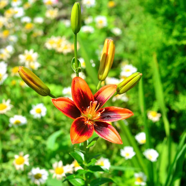 Schöne Lilienblüten in einem Garten auf einem Rasenhintergrund. Blümchen — Stockfoto