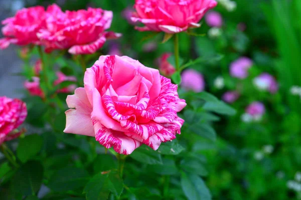 Beau bouquet de fleurs roses dans le jardin sur un fond de pelouse — Photo