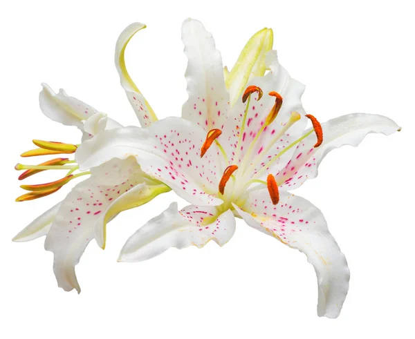 Букет красивых белых цветов лилии — стоковое фото
