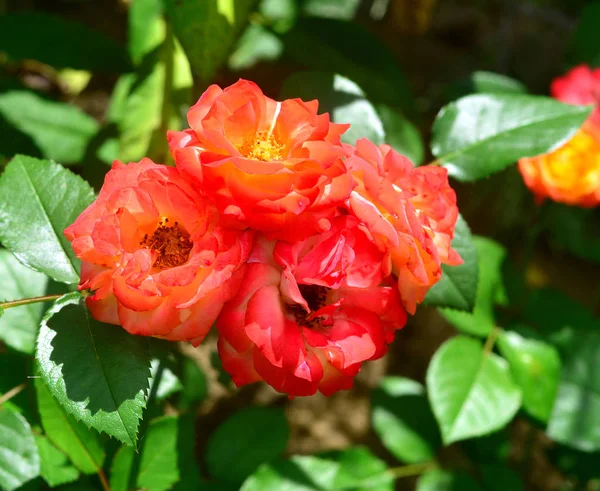 Vacker bukett i rosa och orange blommor rosor i trädgården — Stockfoto