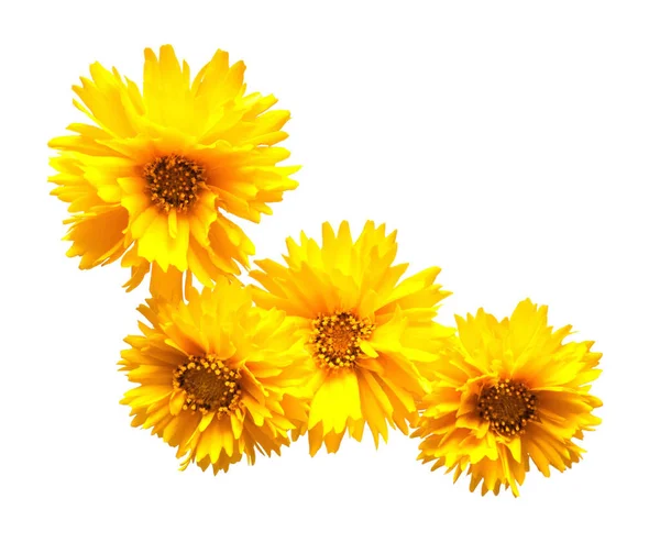Margarida amarela isolada sobre um fundo branco. Cartão de flores. Plano — Fotografia de Stock
