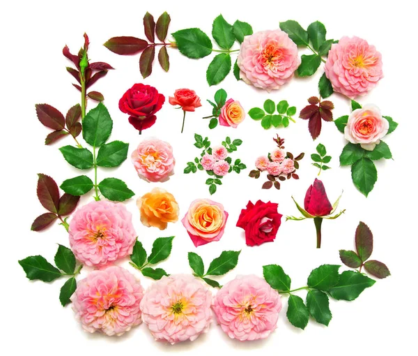 Στεφάνι με φύλλα και άνθη του ρόδινα τριαντάφυλλα που απομονώνονται σε λευκό β — Φωτογραφία Αρχείου
