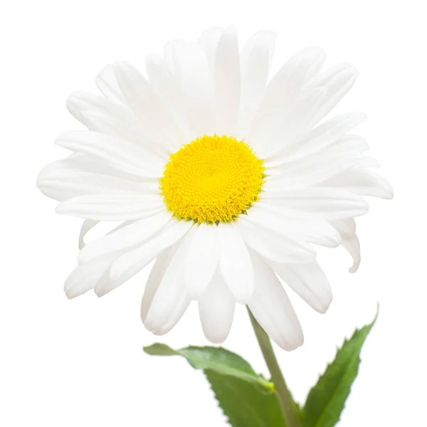 Un fiore bianco margherita isolato su sfondo bianco. Posa piatta, t — Foto Stock