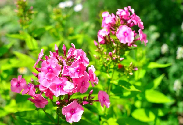 Çim zemin üzerine bahçede pembe phlox çiçek. Summertim — Stok fotoğraf