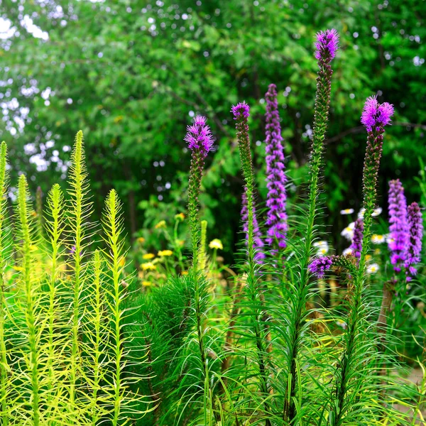 Liatris flowers in the garden on the flowerbeds against backgrou — Stock Image Liatris flowers in the garden on the flowerbeds against backgrou Stock Image