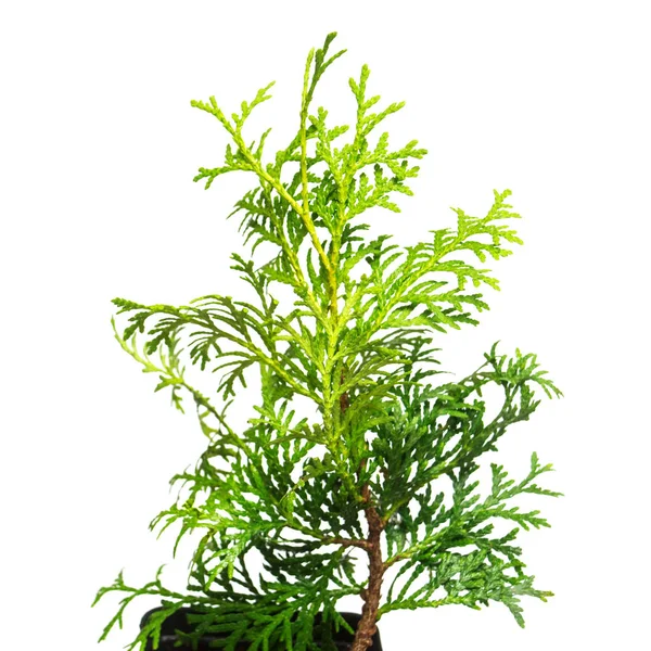 Thuja occidentalis Wagneri in a pot isolated on white background Royalty Free Stock Photos