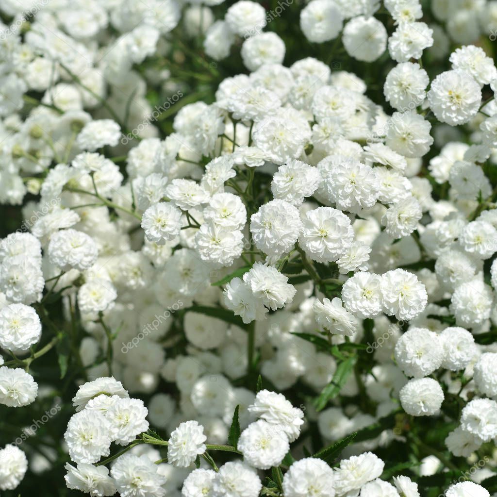 Beautiful white yarrow flowers in the garden close up