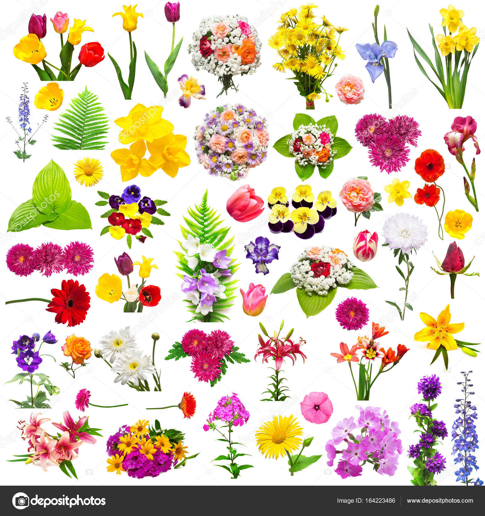 Flower set with fern, roses, chamomiles, chrysanthemum, iris, ge Stock ...