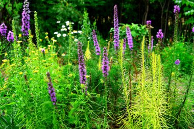 Liatris flowers in the garden on the flowerbeds against backgrou clipart
