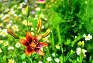 Bir bahçe çim zemin üzerine güzel lily çiçekler. Flowerb