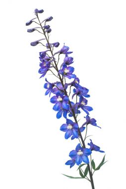 Beautiful blue dolphinium flower isolated on white background clipart