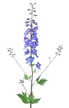 Beyaz arka plan üzerinde izole güzel mavi dolphinium çiçek