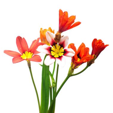 Beautiful bouquet of flowers Ixia isolated on white background.  clipart