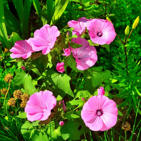 Lindo canteiro de flores com flores de lavatera rosa no jardim . — Fotografia de Stock