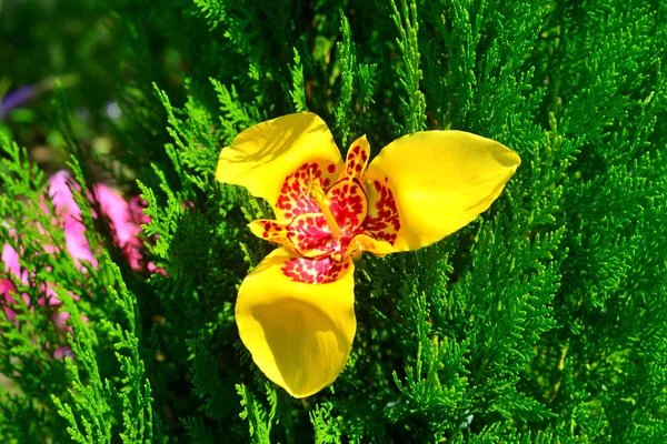 Красиві жовта квітка у саду Tigridia на Туя фонової м — стокове фото