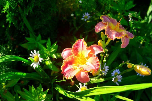 Красивые цветы дневного лилии в саду против спинки — стоковое фото