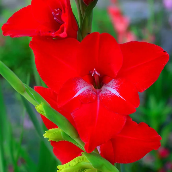 Fiore di un gladiolo rosso su aiuole in un giardino — Foto Stock