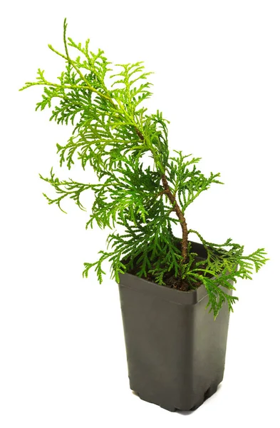 Thuja occidentalis Wagneri in una pentola isolata su fondo bianco — Foto Stock