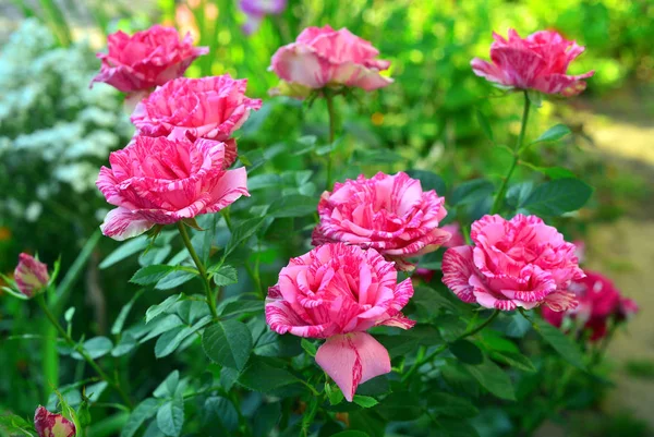 Hermoso ramo de flores rosas en el jardín en un patio trasero de césped —  Fotos de Stock