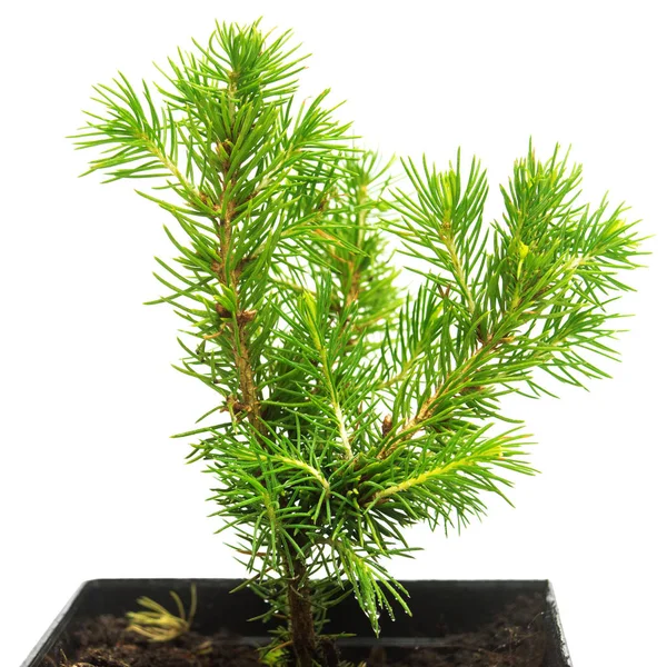 En liten planta av kanadensiska spruce koniska i en pott som isolerad på w — Stockfoto