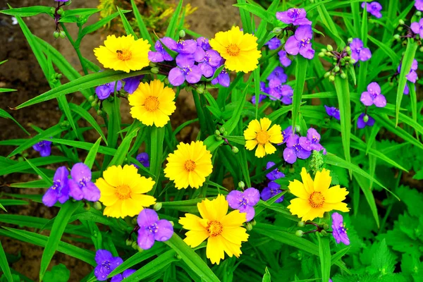 Flores de margaritas amarillas y azul tradescantia en el jardín en —  Fotos de Stock