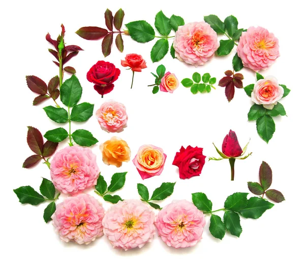 กุหลาบที่มีใบไม้และดอกกุหลาบสีชมพูแยกกันบนสีขาว b — ภาพถ่ายสต็อก