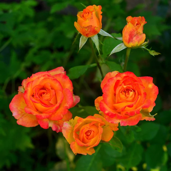 Hermoso ramo de flores rosas en el jardín en un patio trasero de césped —  Fotos de Stock