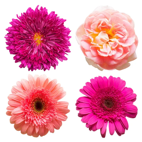 Verzameling van mooie bloemen roos, chrysant, gerbera iso — Stockfoto