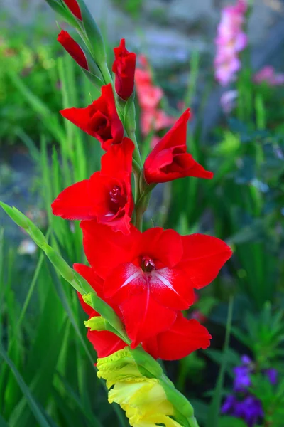 Çiçek Bahçe üzerinde kırmızı bir Glayöl çiçeği — Stok fotoğraf
