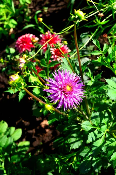 Bukiet kwiatów różowe dalie w ogrodzie na kwietnik — Zdjęcie stockowe