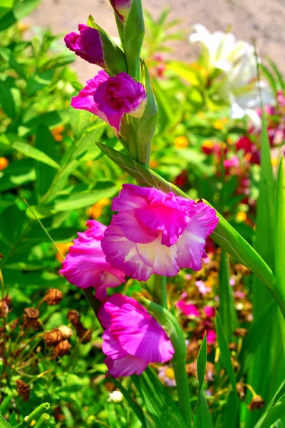 Цветок розового гладиолуса на клумбах в саду — стоковое фото