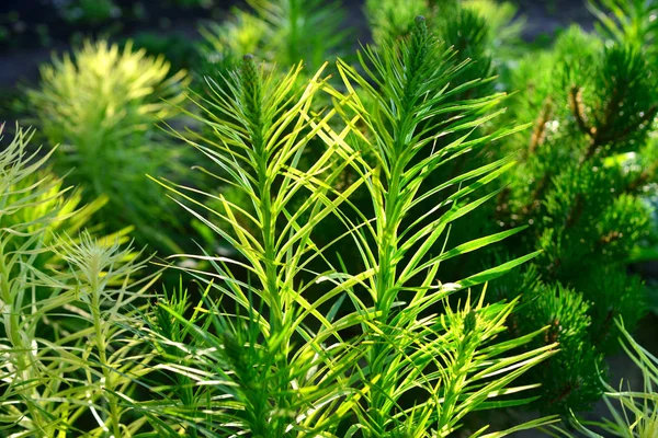 リアトリス Spicat の花は美しく、贅沢な植物 — ストック写真