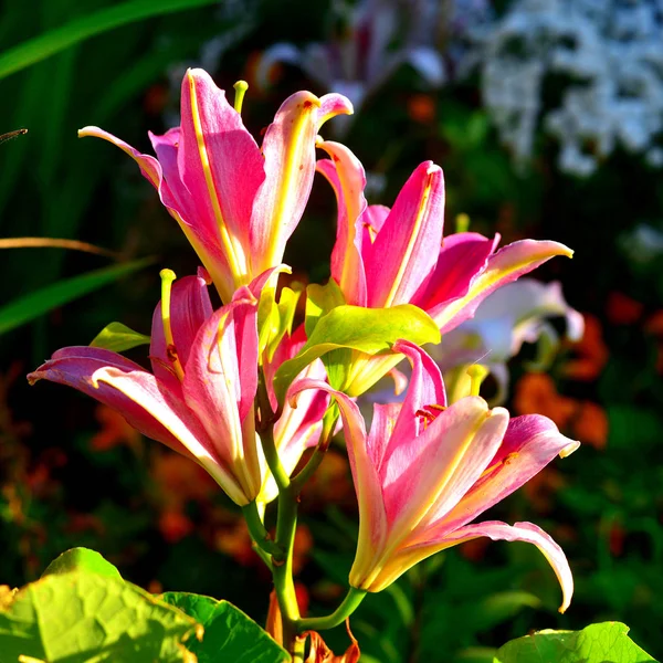 A kertben, a flow rózsaszín csöves liliom virágok csokor — Stock Fotó