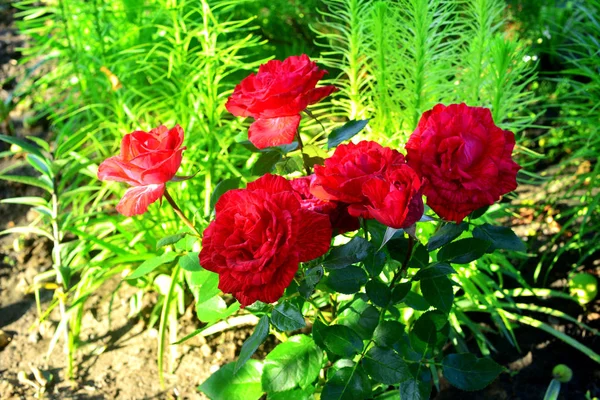 Bellissimo bouquet di fiori rose e Liatris Spicata nel ga — Foto Stock