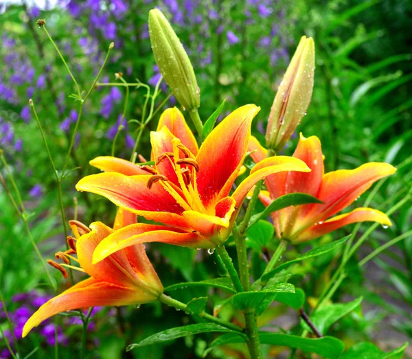 A piros és a sárga liliom, csepp, a kertjében a virágok a — Stock Fotó