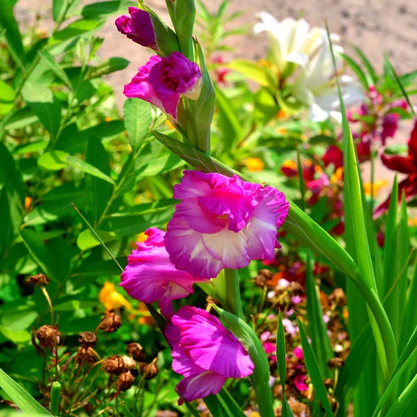 Çiçek Bahçe üzerinde pembe Glayöl çiçeği — Stok fotoğraf