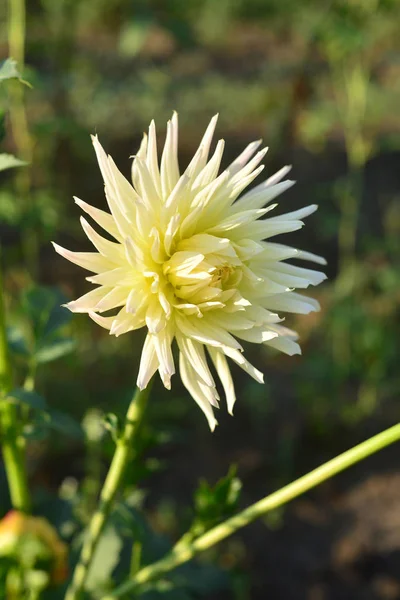 Fleurs de dahlias blanches et bourgeons dans le jardin sur le lit de fleurs — Photo