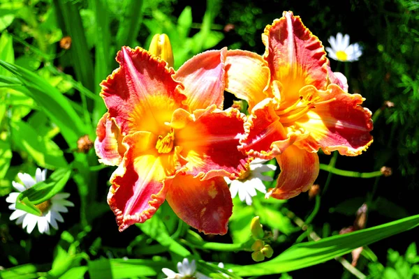 Schöne Blüten der Taglilie im Garten gegen den Rücken — Stockfoto