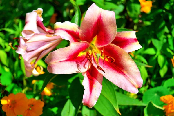 Lindas flores de lírio em um jardim em um fundo de gramado. Flowerb — Fotografia de Stock