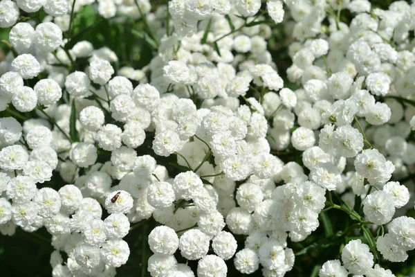 Beautiful white yarrow flowers in the garden close up