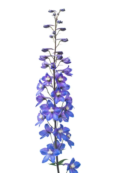 Vackra blå dolphinium blomma isolerad på vit bakgrund — Stockfoto