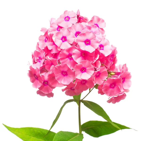 Mooie tak van phlox bloem met blad geïsoleerd op witte bac — Stockfoto