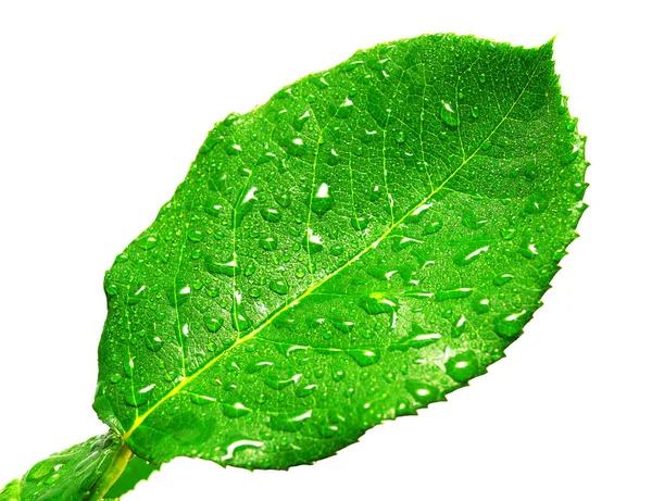 Hoja de rosa con gotas aisladas sobre fondo blanco —  Fotos de Stock