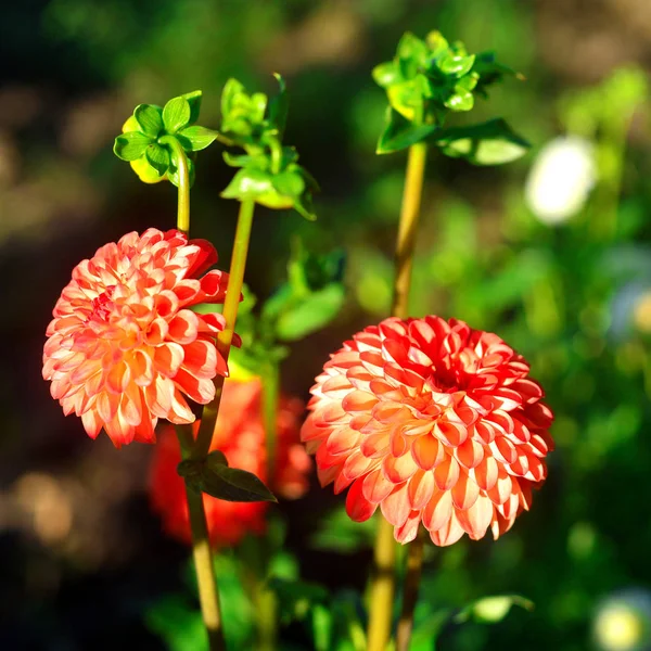 Kwiaty pomarańczowe dalie i pąków na flowerbe w ogrodzie — Zdjęcie stockowe