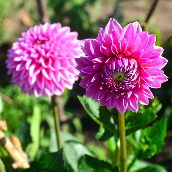 Buquê de flores de dálias rosa em um jardim em um canteiro de flores — Fotografia de Stock