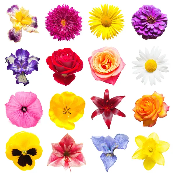 Coleção de bela íris, ciclame, lírios, tulipas, camomila — Fotografia de Stock