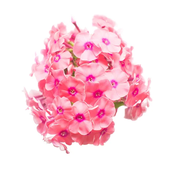 Mooie tak van phlox flower geïsoleerd op witte achtergrond. F — Stockfoto