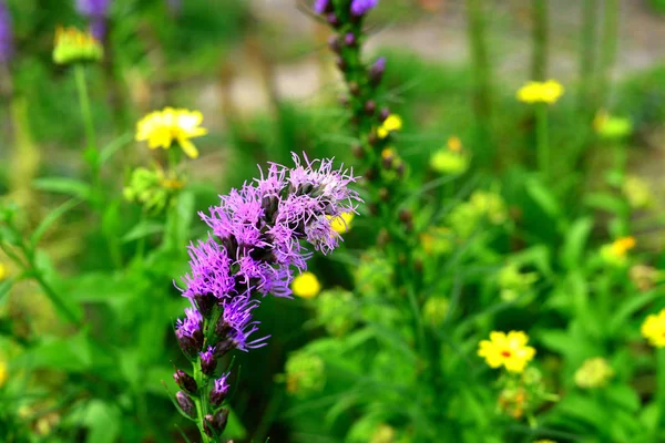 Liatris flores no jardim nos canteiros contra backgrou — Fotografia de Stock